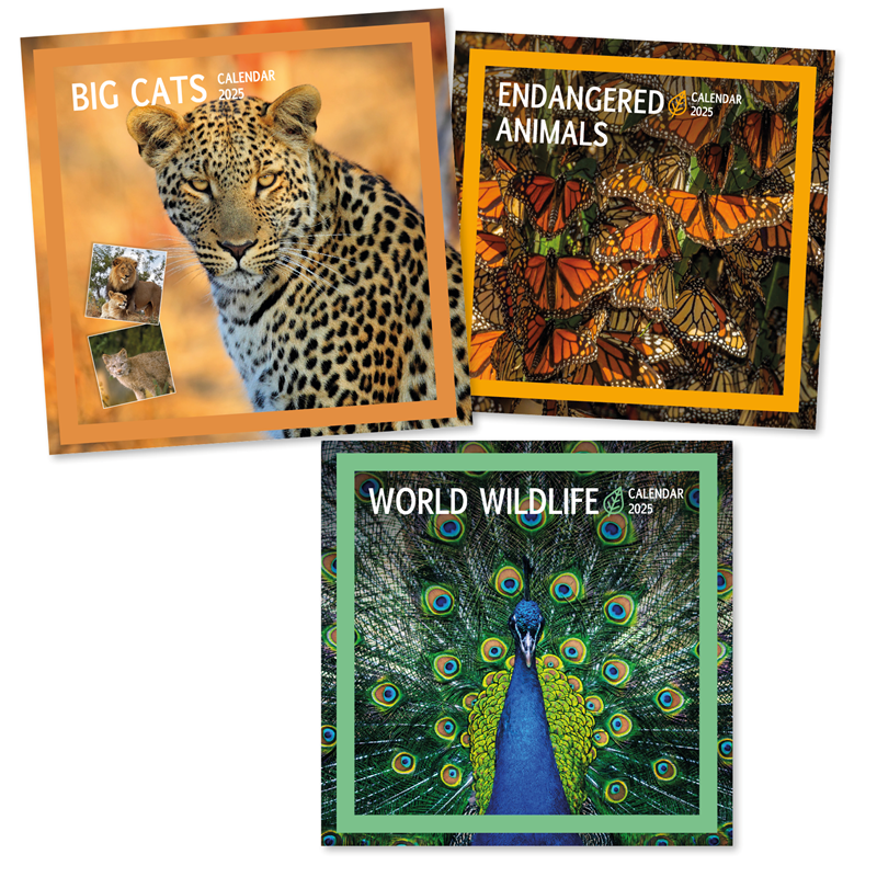 2025 Tallon Square Calendar x 1pc Assortment - Big Cats, Animals & W.