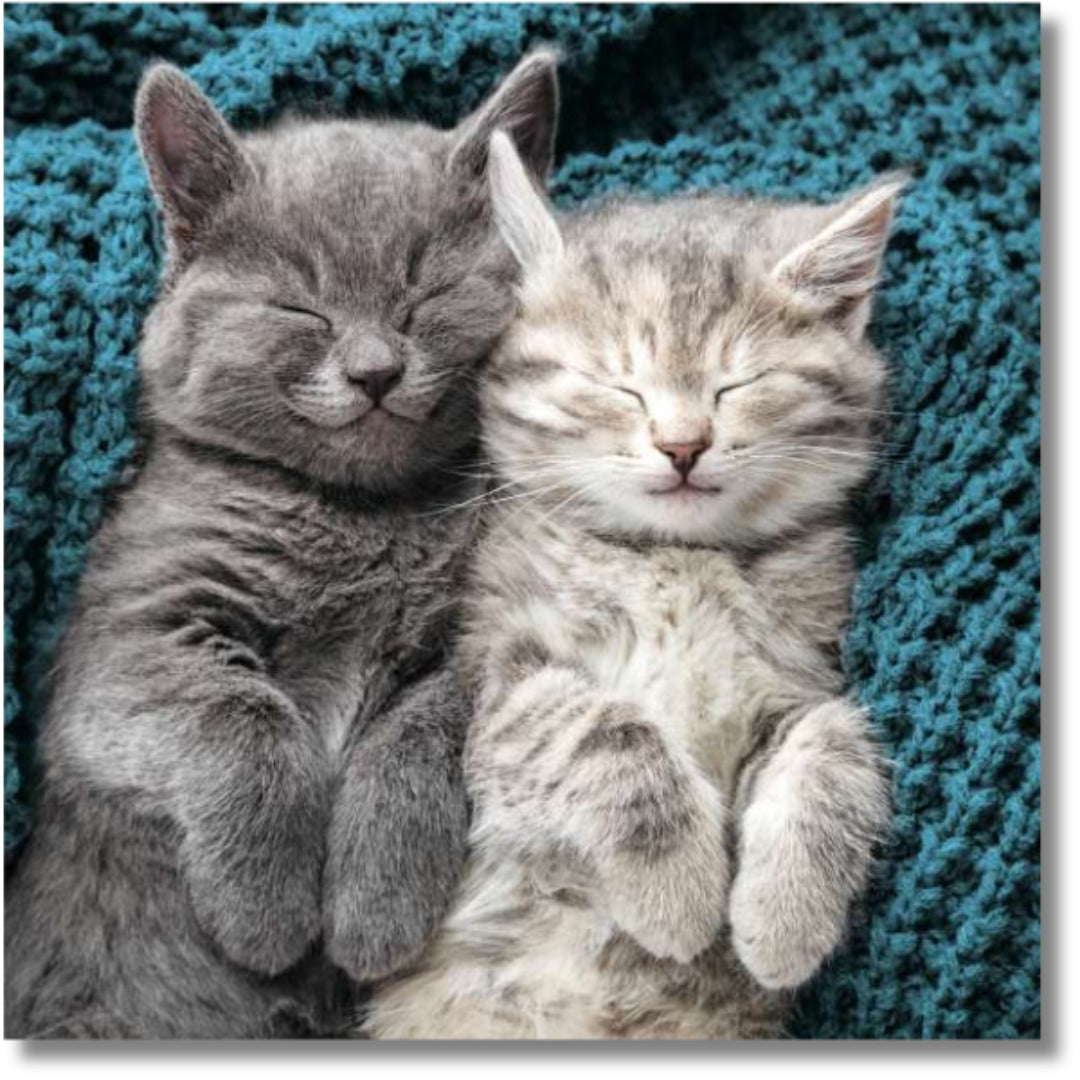 Noel Tatt Kittens Sleeping - Blank Greeting Card