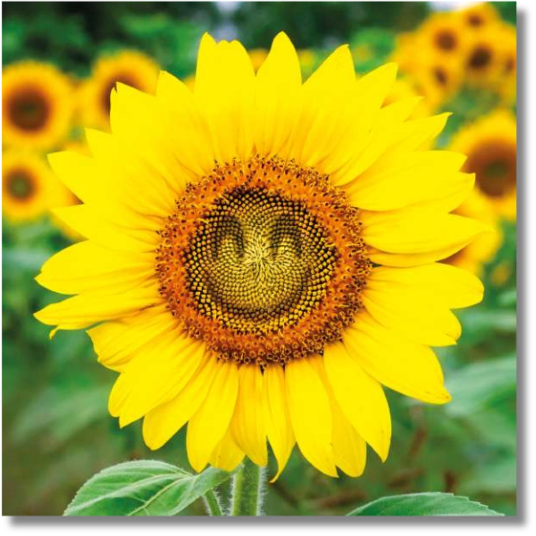 Noel Tatt Sunflower Smile - Blank Greeting Card