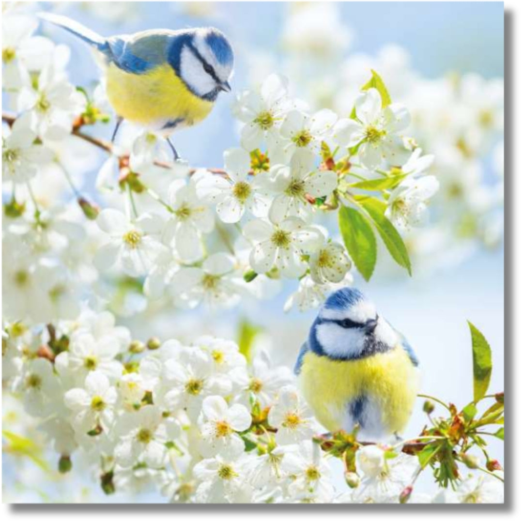 Noel Tatt Blue Tits Sitting In Cherry Blossom - Blank Greeting Card