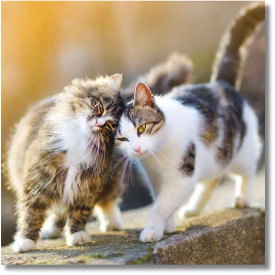 Noel Tatt Fur-Ever Friends - Blank Greeting Card