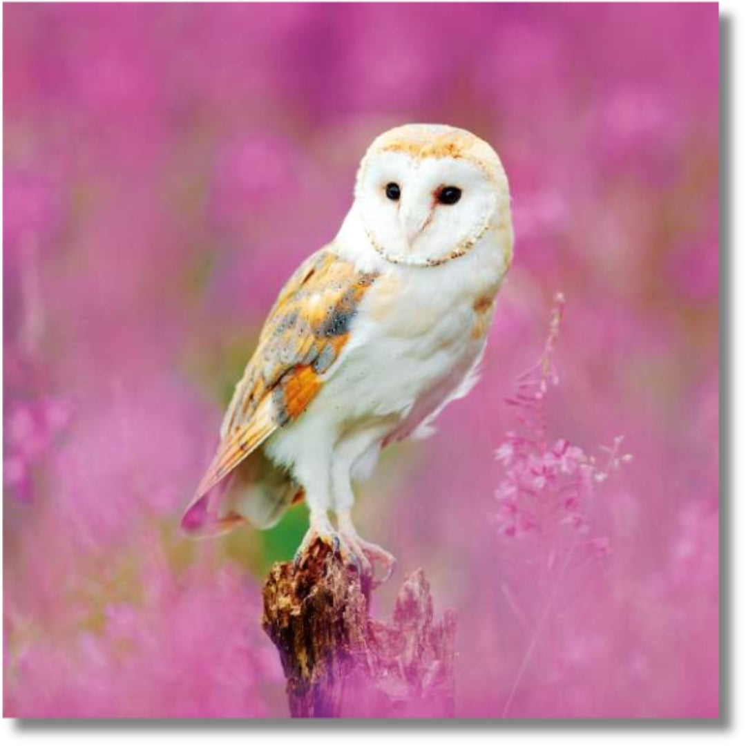Noel Tatt Owl - Blank Greeting Card
