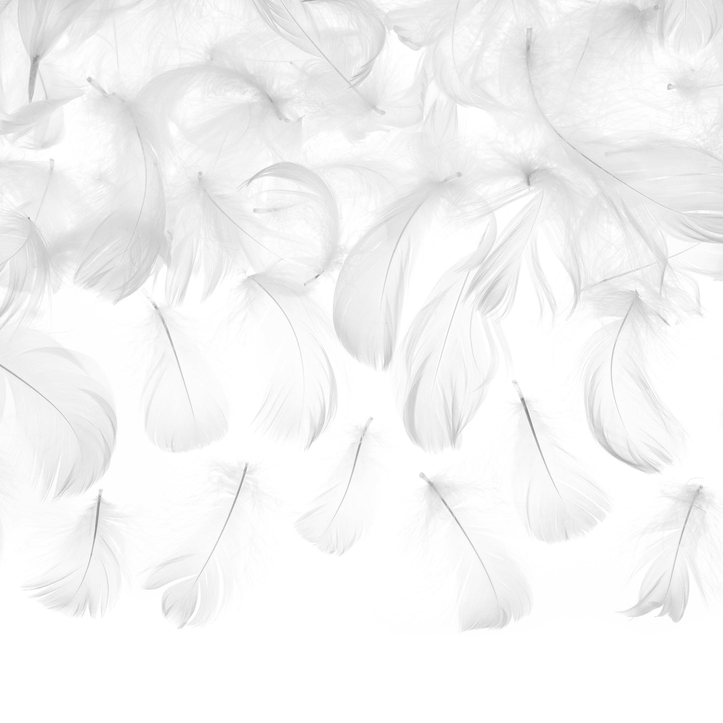 Decorative White Feathers 3g