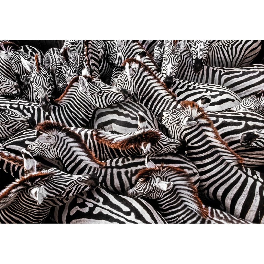 Clementoni Puzzle 1000pcs - Zebras