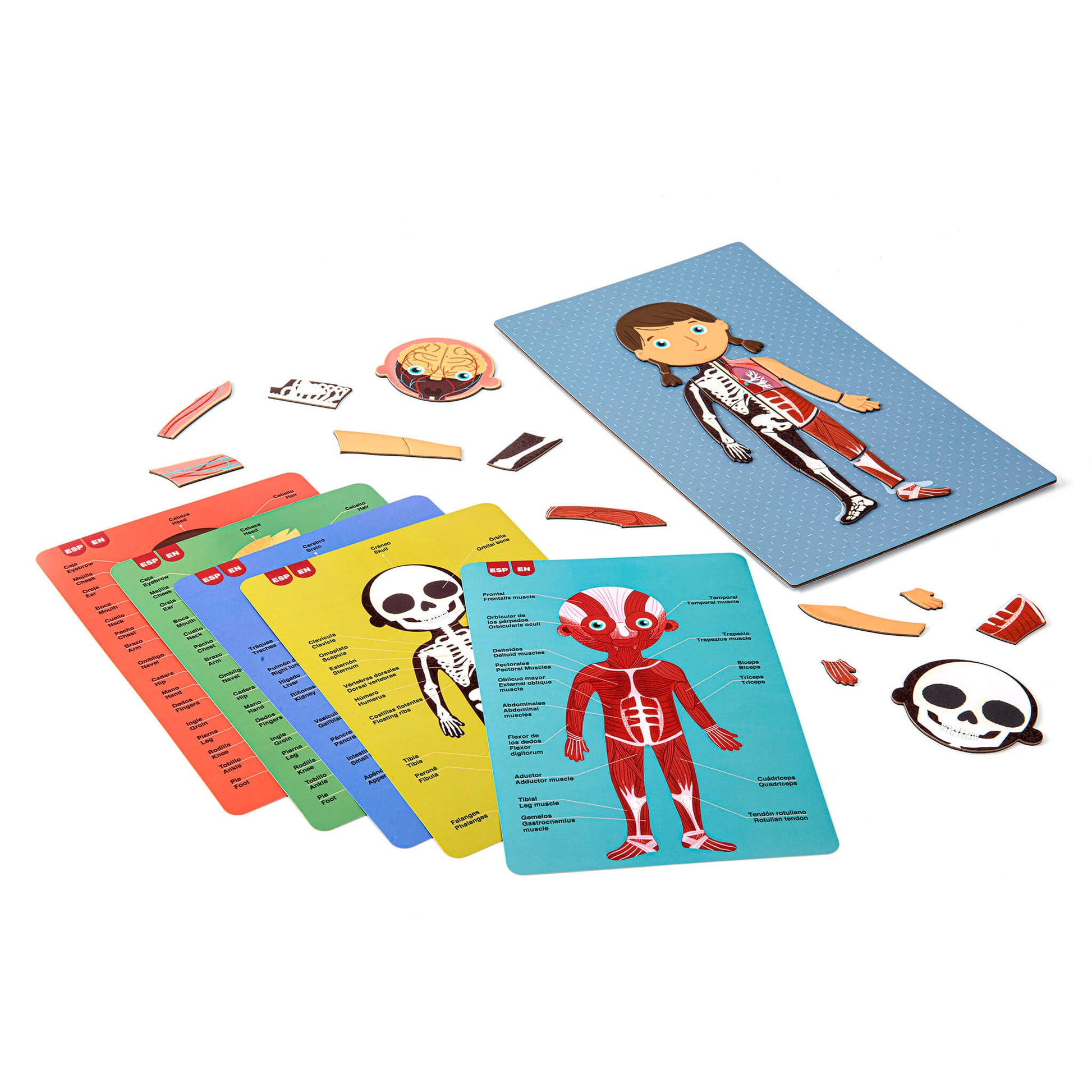 Apli Kids Magnets +5y - Human Body 63pcs