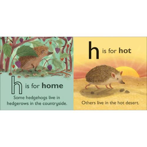 H Is For Hedgehod