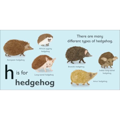 H Is For Hedgehod