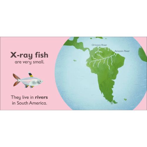 X Is For X-Ray Fish