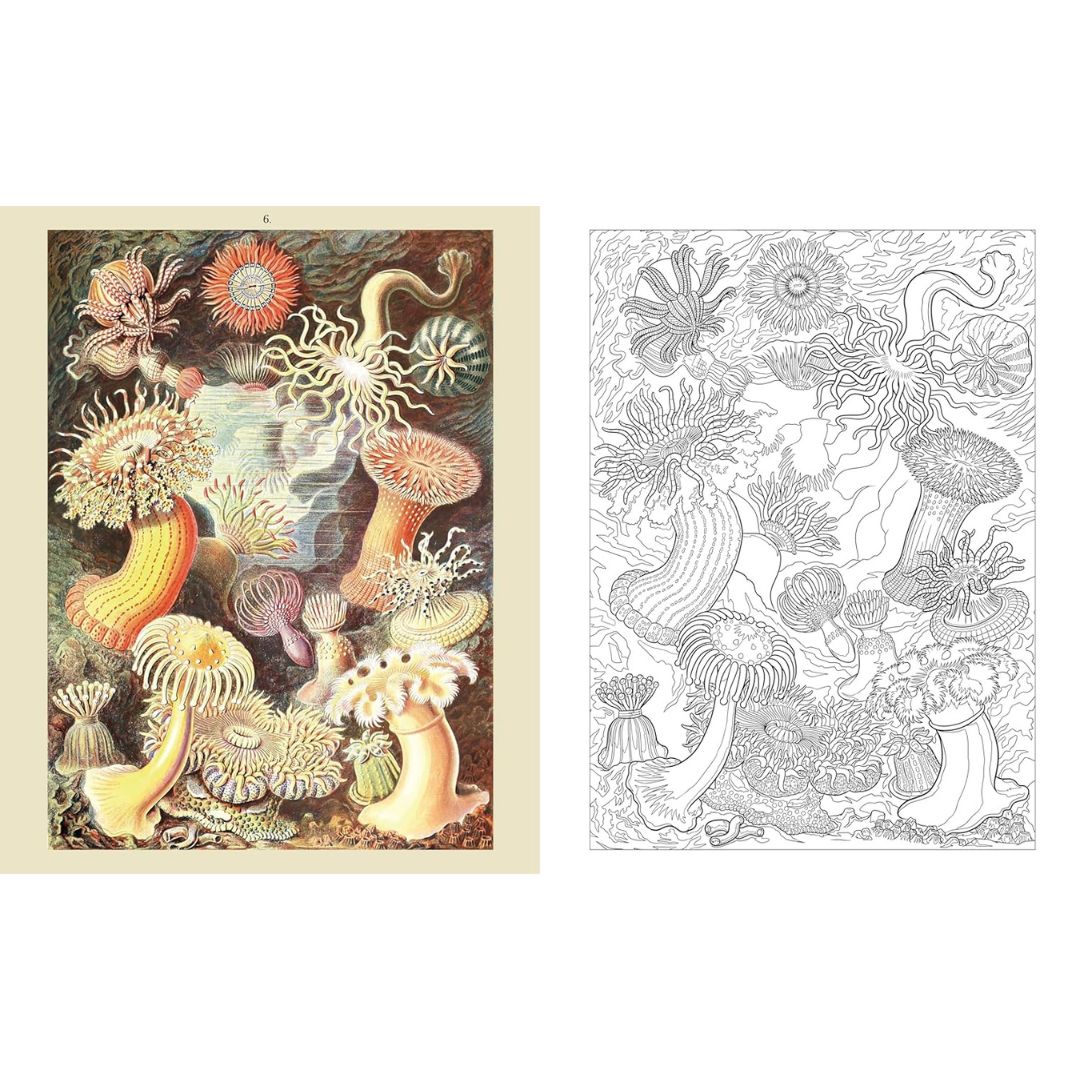 The Ocean World Colouring Book - Reveal The Beauty Of The Seas