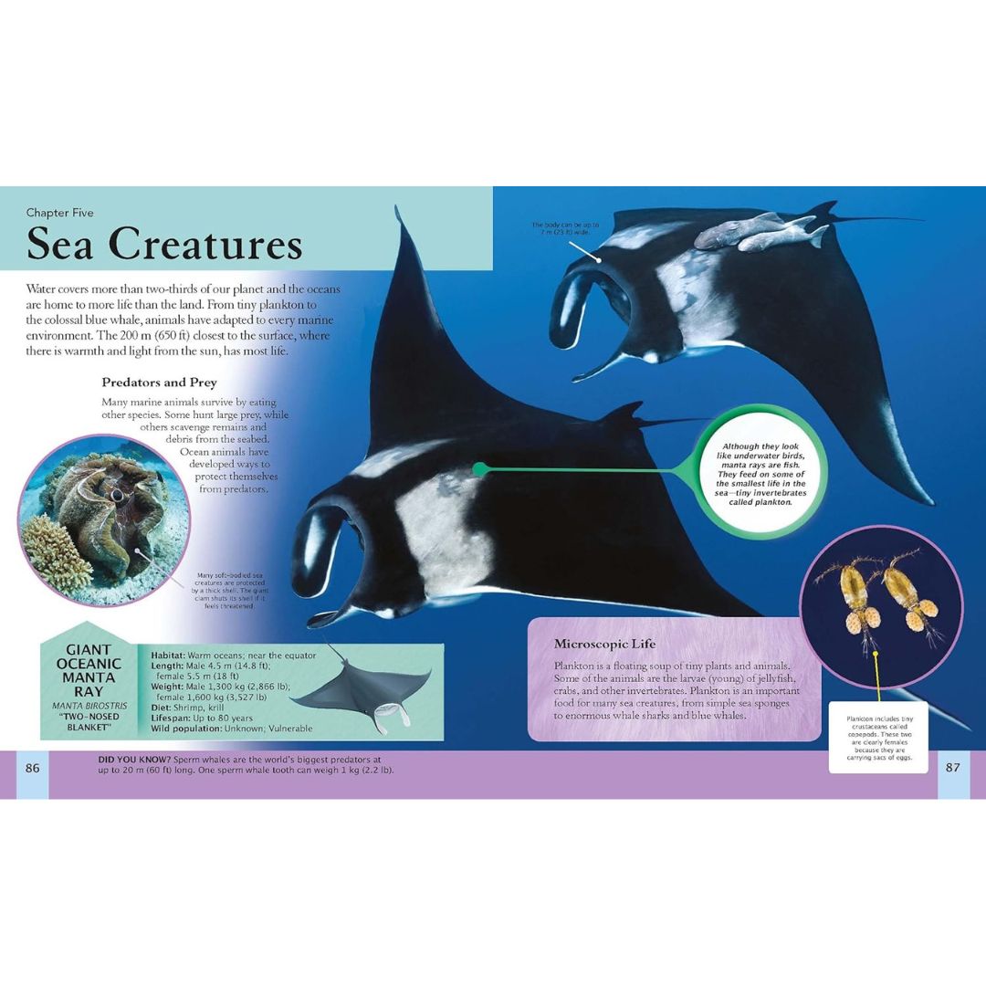 The Animal Book - Take A Walk On The Wild Side!